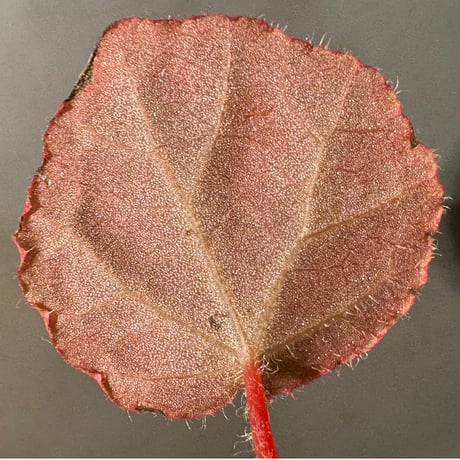 Begonia sp. from Chiku Kelantan