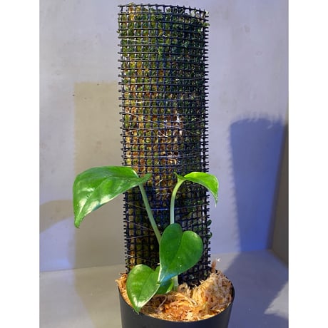 Philodendron sp. from Venezuela [tanakay]