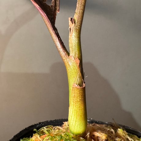 Pinanga veitchii from Sanggau West Kalimantan
