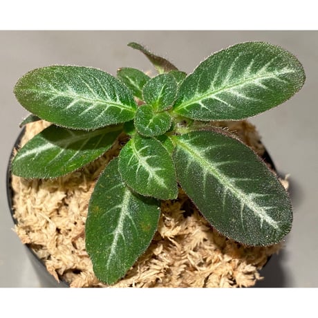 Codonoboea cf. pumilla from Riau sumatera [LA1119-02]