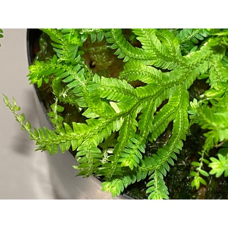 Selaginella biformis [STRINGE PLANTS]