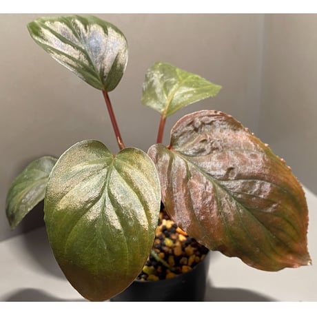 Homalomena sp. "Red Velvet × ?" from Kepulauan Riau wf1 [KZT]