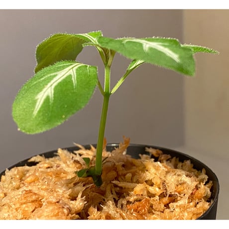 Ruellia devosiana from Brazil