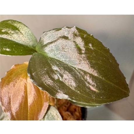 Homalomena sp. "Black Sapphire" from Kepulauan riau