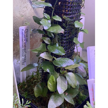 Ficus sp. "Muara wahau" white Kalimantan timur [TB]