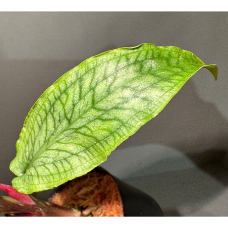 Cryptocoryne joshanii from Basilan island philippines [LA]