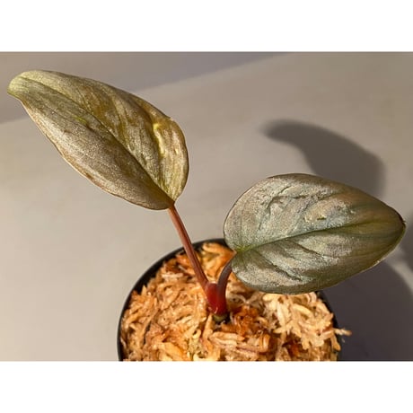 Homalomena sp. "Silver Bullet" from Pulau Lingga [AZ0917-1]