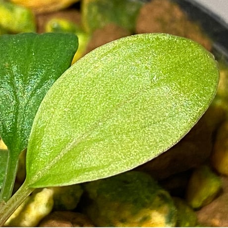 Homalomena sp. from Padang sumatera [LA0117-02]