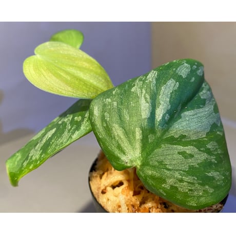 Philodendron sp. from Iquitos Peru [tanakay]