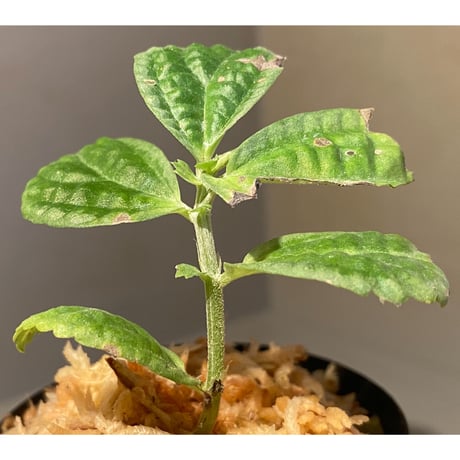 Gesneriaceae sp. from West Kalimantan