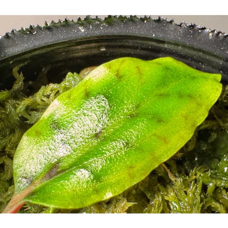 Cryptocoryne nurii "Lga-9" Pulau Lingga [HW0622-14]