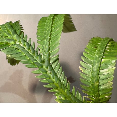 Selaginella sp. from Landak West Kalimantan
