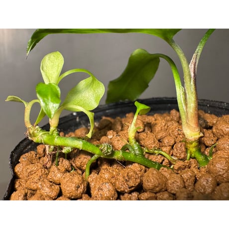 Cryptocoryne joshanii from Basilan island philippines [LA]