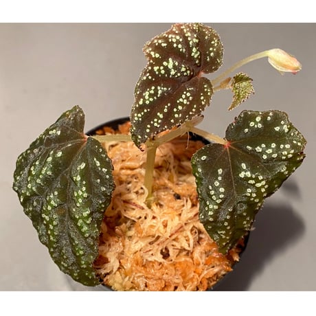 Begonia tenuifolia from Sukasada Bali [S0320-02] 伊藤蟻植物農園