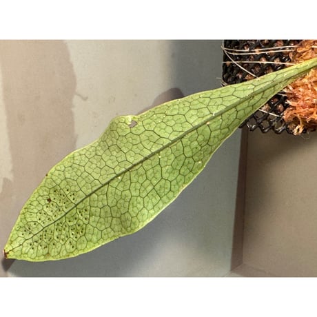 Microsorum linguiforme from South sumatera