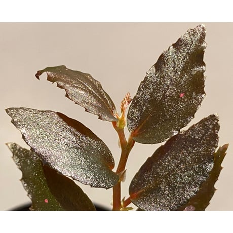 Begonia sp. from Julau [R1214-01b]