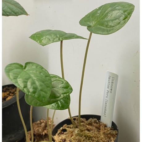 Unknown from Iquitos Peru [tanakay]