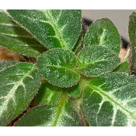 Codonoboea cf. pumilla from Riau sumatera [LA1119-02]