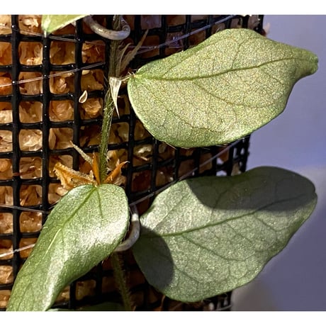 Ficus sp. from Murung raya [LA0515-05]