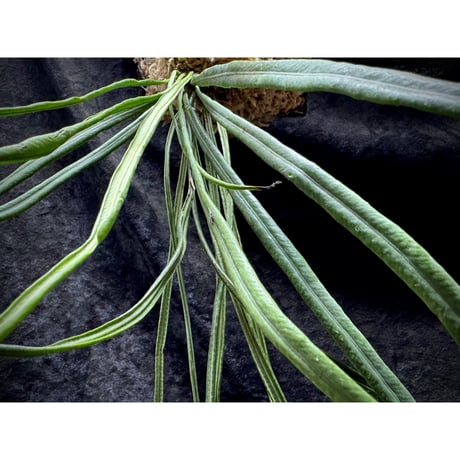 Elaphoglossum eximium "Cisne" [ECUAGENERA]