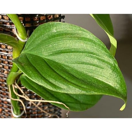Philodendron sp. from Iquitos Peru [tanakay]