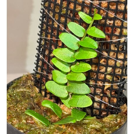 Marcgravia sp. "Green leaf type" from Tarapoto Peru alt1,000m