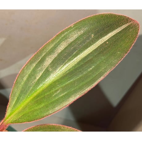 (大株) Siderasis fuscata