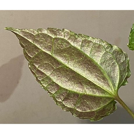 Cissus sp. "Padang" Sumatra barat [TB]