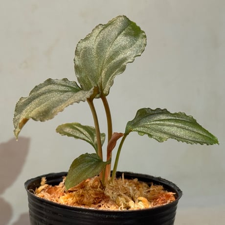 Homalomena sp. from Sumatera