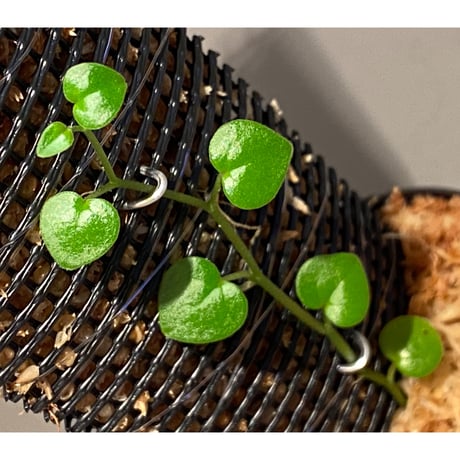 Peperomia sp. from Choco Colombia [tanakay]