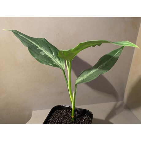 Aglaonema pictum A "しるば〜らいん" from Aceh sumatera [LA0216-03i]