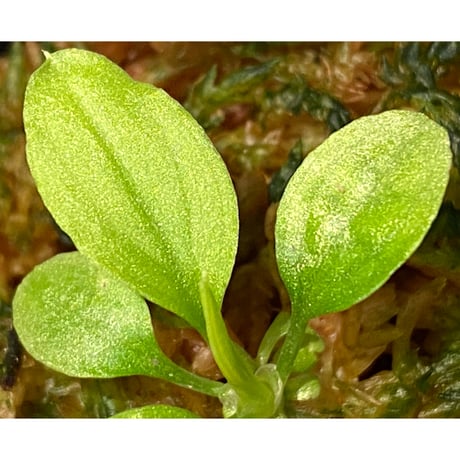 Homalomena sp. "Kayu Lapis" White Kal-barat [TB]