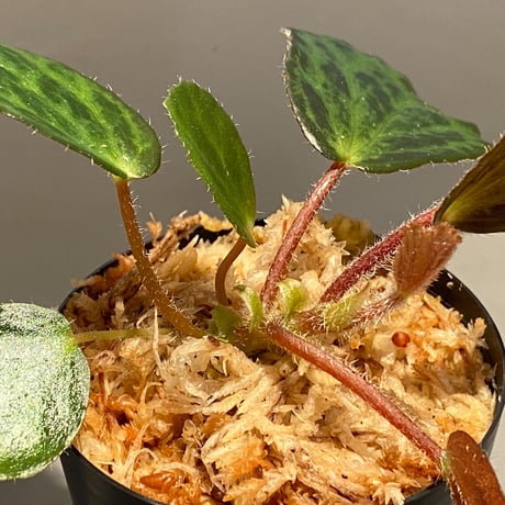 Begonia blancii