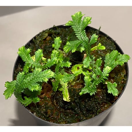 Selaginella biformis [STRINGE PLANTS]