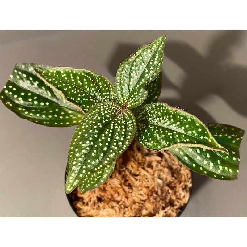 最高 ソネリラSP ベトナム産 ソネリラSP ベトナム産