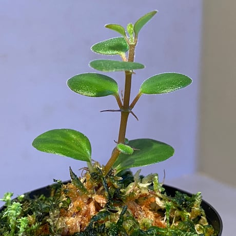 Peperomia sp. from Mt. Grupoka 1800m, East Highland, PNG