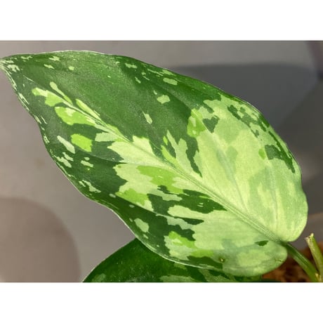 Aglaonema pictum from Aceh sumatera [LA0121-01z-b]