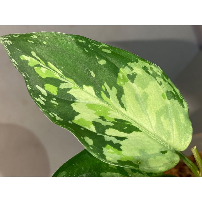 Aglaonema pictum from Aceh sumatera [LA0121-01z