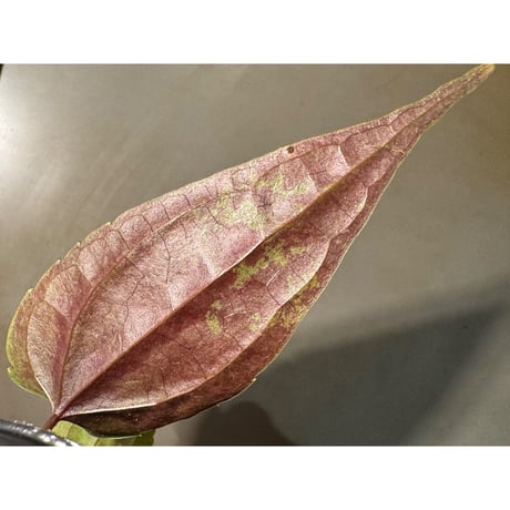 Cissus sp. "Padang" Sumatra barat [TB]