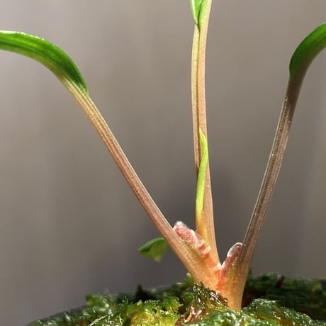 Homalomena sp. "Green" from Sulawesi [LA]