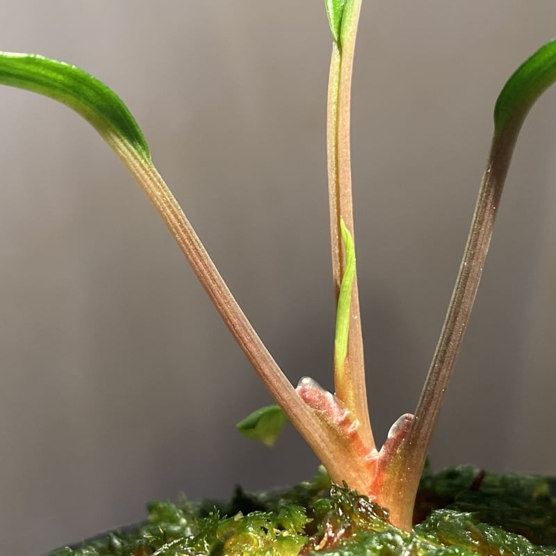 Homalomena sp. Homalomena sp.