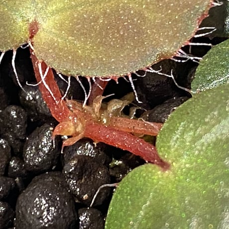 Begonia Nahangensis from Na Hang [YH1117] TK