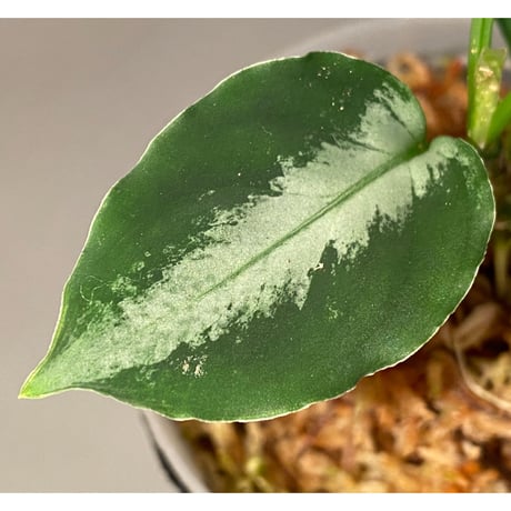 Aglaonema pictum from Tapak Tuan Aceh [MA1510-86]