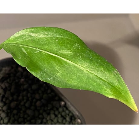 Aglaonema pictum A "しるば〜らいん" from Aceh sumatera [LA0216-03i]