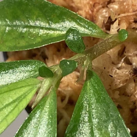 Elatostema sp. from Aceh sumatera [LA0914-1n]