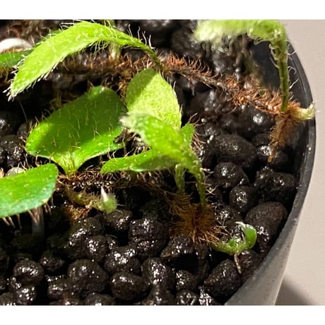 Microgramma tecta 伊藤蟻植物農園