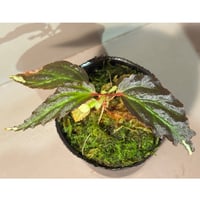 Begonia sp. from Kapuas hulu