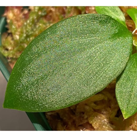 Homalomena sp. from West Kalimantan