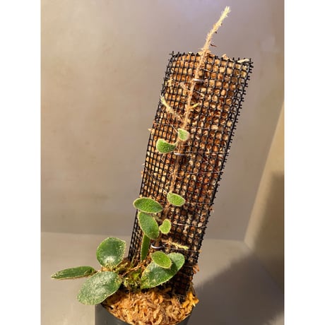Pyrrosia nummularifolia from Santa Fe Luzon Philippines [KSB]