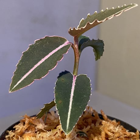 Labisia sp. from Sumatera barat [TB]